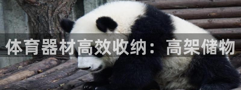 尊龙d88皆选ag发财网：体育器材高效收纳：高架储物
