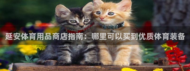 尊龙人生就是博旧版：延安体育用品商店指南：哪里可以买